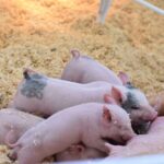 baby piglets nursing