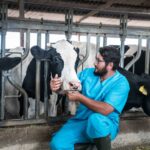 veterinarian kneeling with group of dairy cows
